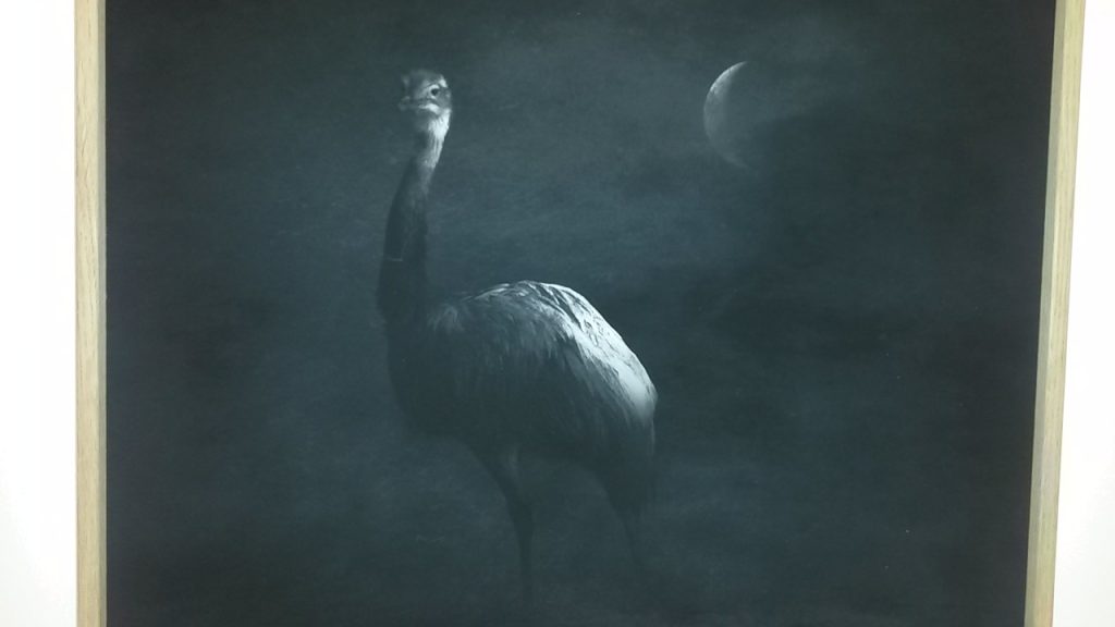Détail de la série 'Toutes les créatures vivantes se dénudent sous la Lune", 2014-2015 ©ArtInVar
